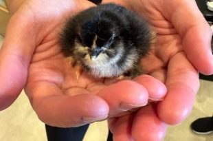 New Chicks Bring Joyful Energy to Beeston Rise!