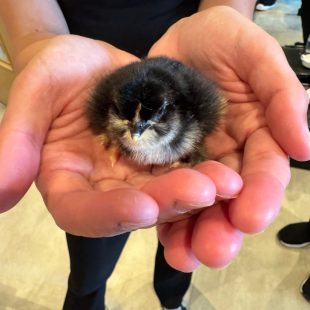 New Chicks Bring Joyful Energy to Beeston Rise!